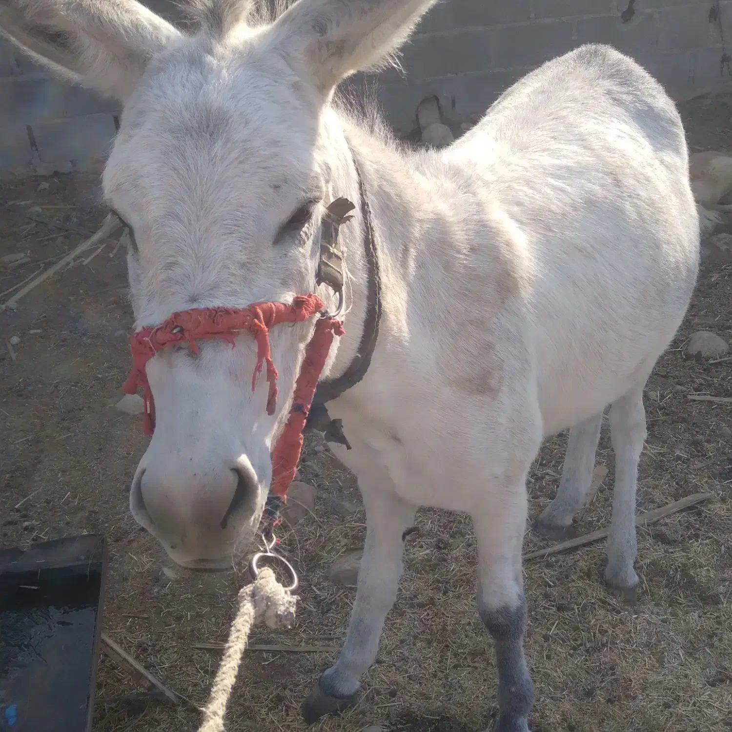 خر خوب. سالم بدون عیب و ایراد|حیوانات مزرعه|گله دار, |دیوار