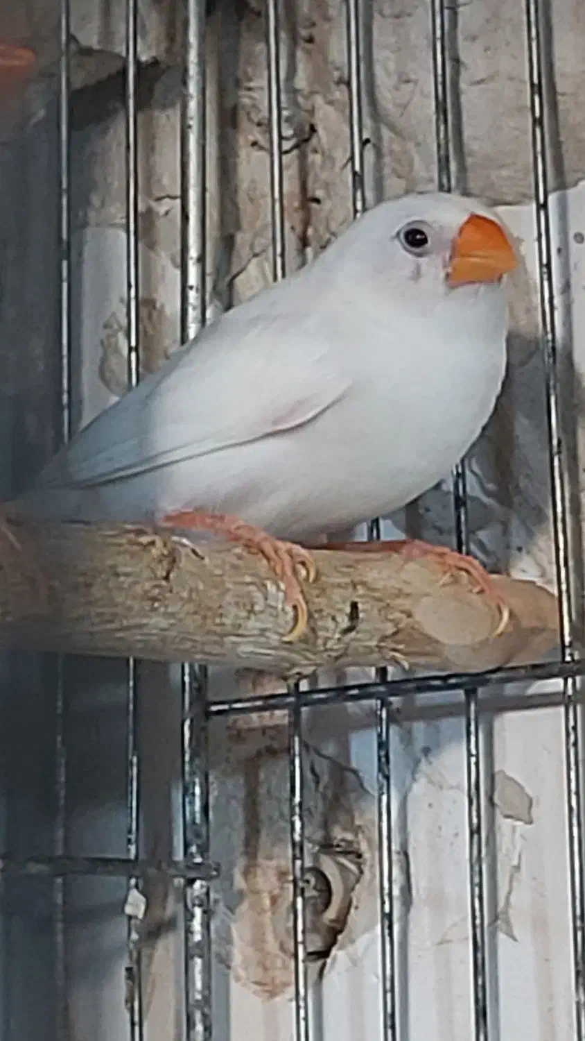 فنچ کینگ با۴جوجه معاوضه با قناری|پرنده|تبریز, |دیوار