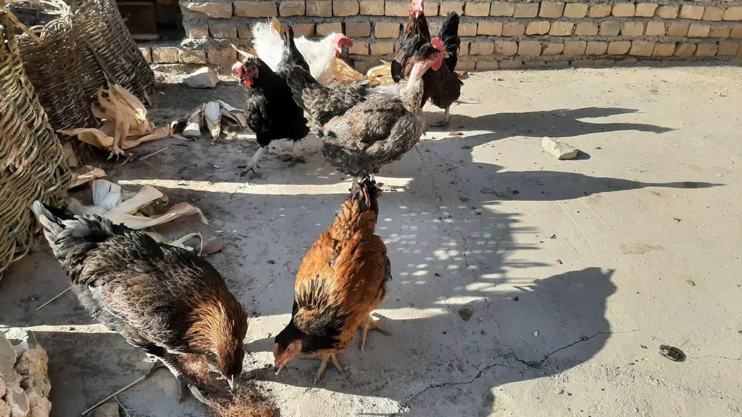 مرغ محلی|حیوانات مزرعه|سبزوار, امیر کبیر|دیوار