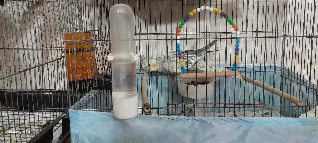 عروس هلندی|پرنده|تهران, خانیآباد|دیوار