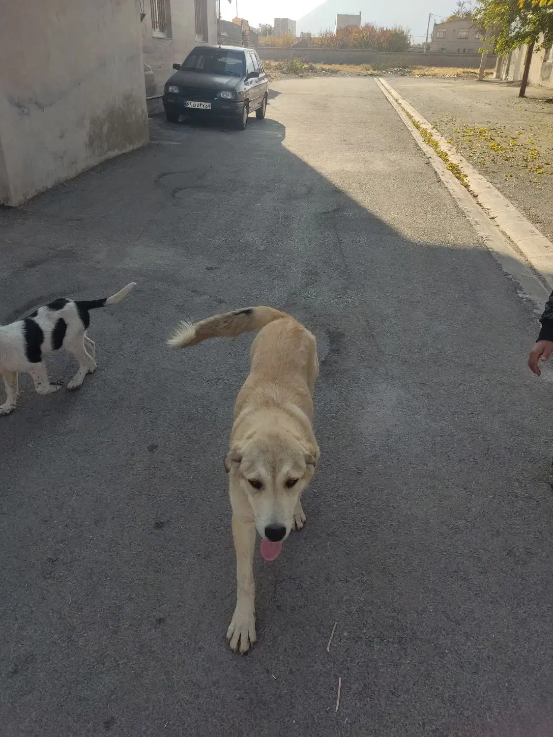 سگ سرابی ماده. به فروش می رسد فروش فوری همین امرو|سگ|شازند, |دیوار