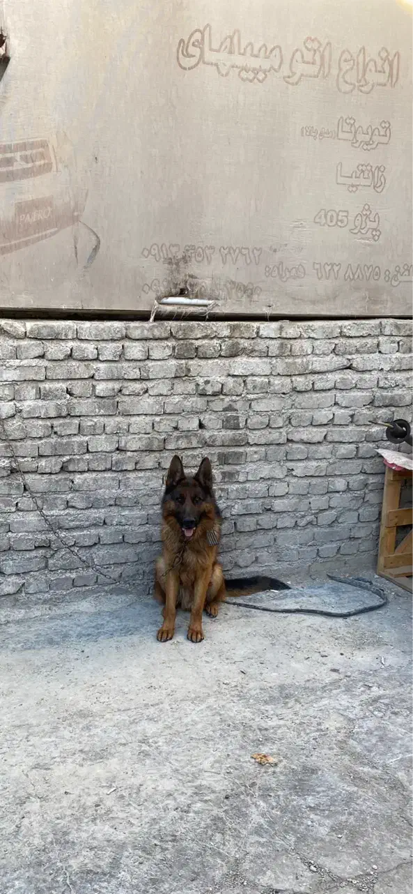 سگژرمن|سگ|یزد, |دیوار