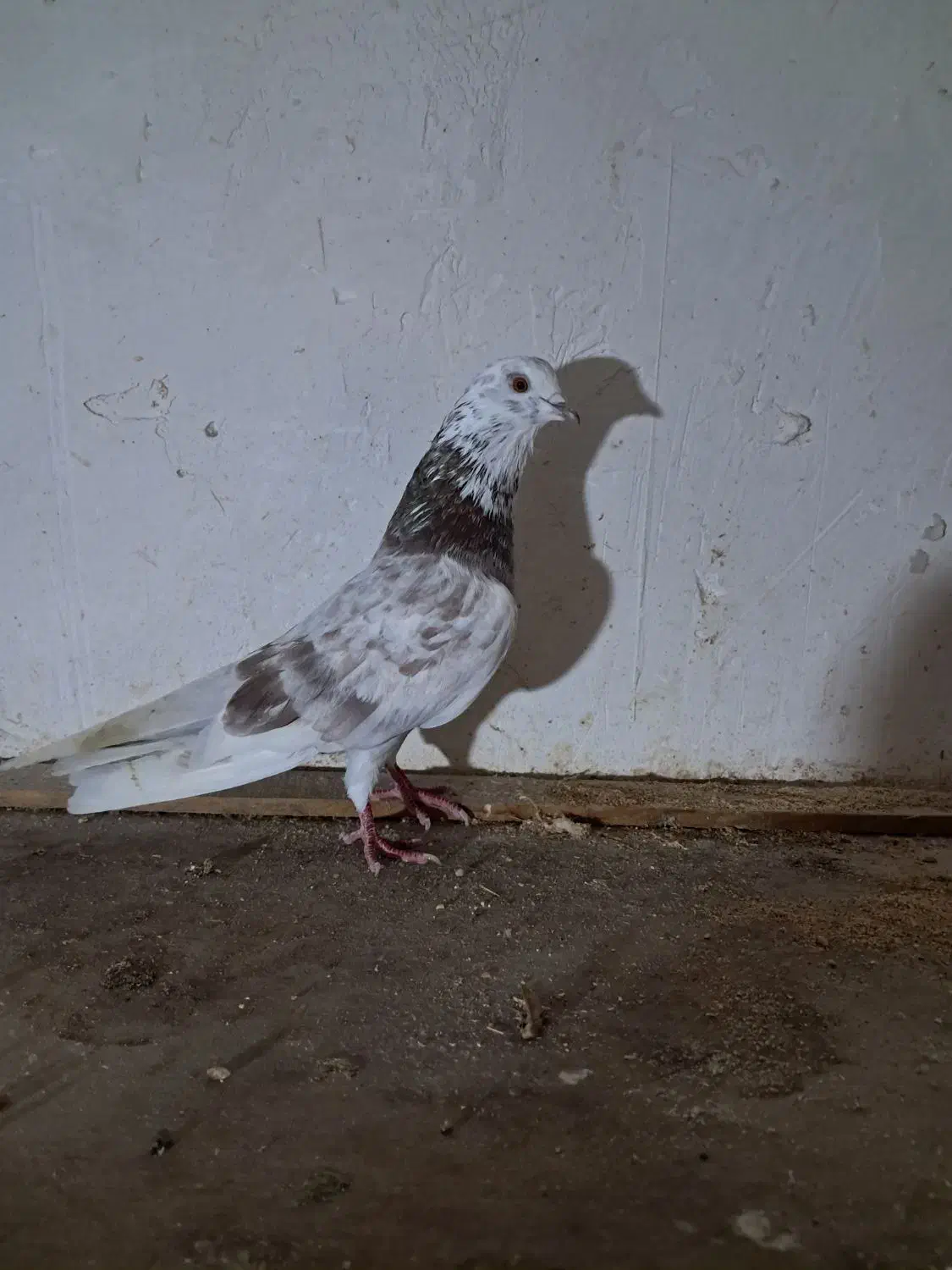 کبوترگرفته شده بصورت یکجا فروش|پرنده|سنگر, |دیوار