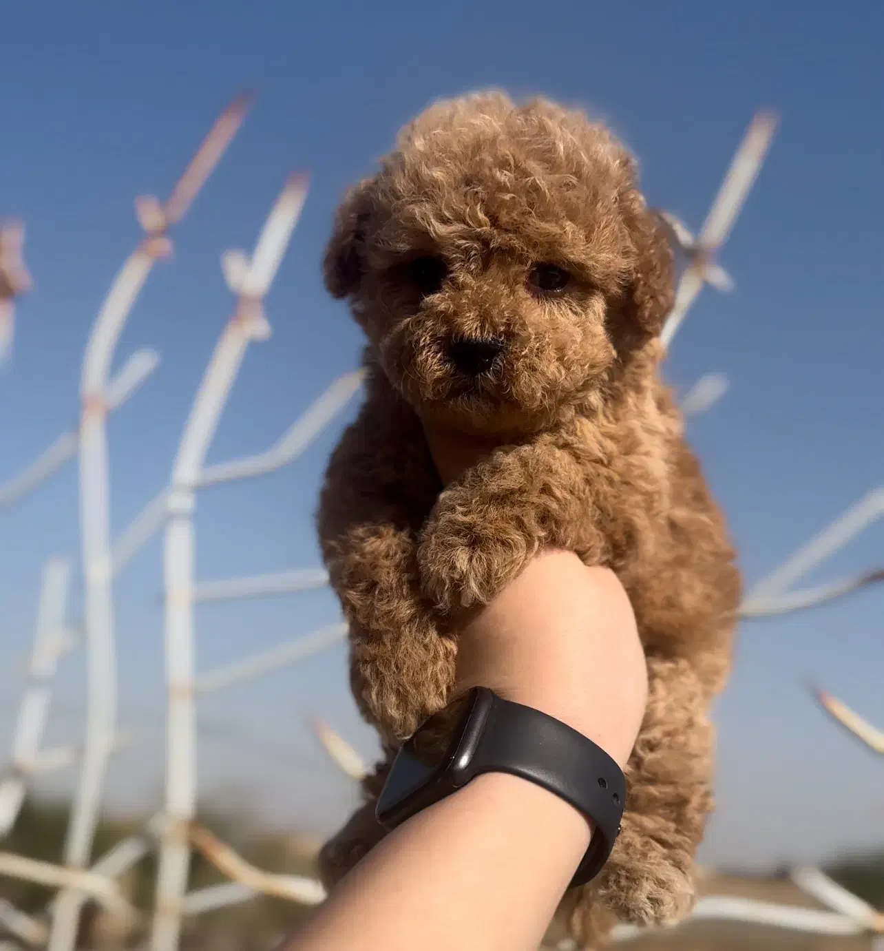 توی پودل نسکافه ای ماده|سگ|مشهد, هنرستان|دیوار