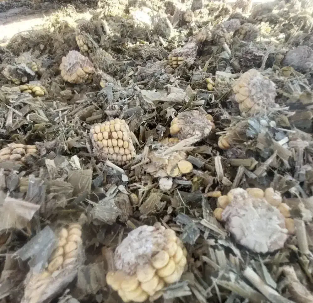 تفاله ذرت فله|لوازم جانبی حیوانات|چترود, |دیوار