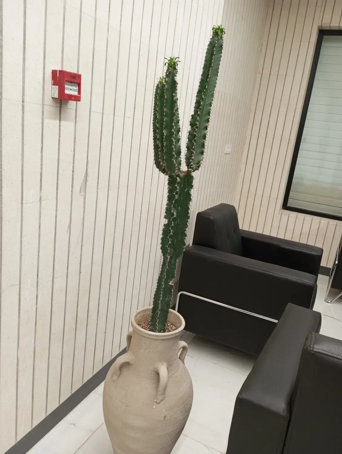 گل و گیاه اپارتمانی|گل و گیاه طبیعی|بیرجند, |دیوار