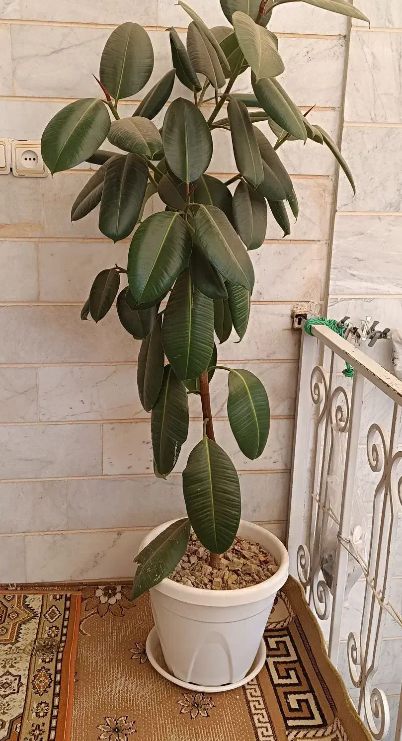 گل باگلدون|گل و گیاه طبیعی|ابهر, |دیوار