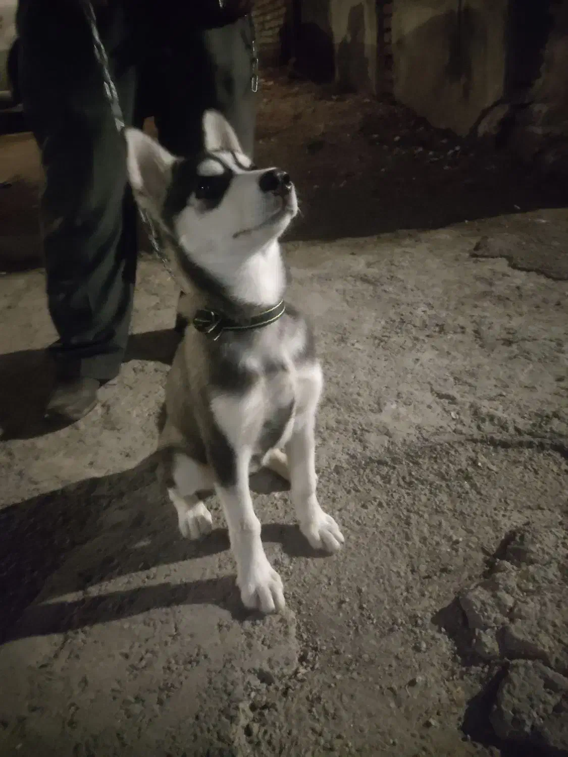 سگ هاسکی گرگی|سگ|ارومیه, |دیوار