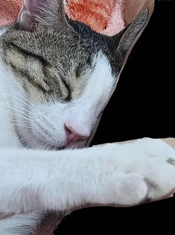 یه پسر جنتلمن|گربه|بوشهر, |دیوار