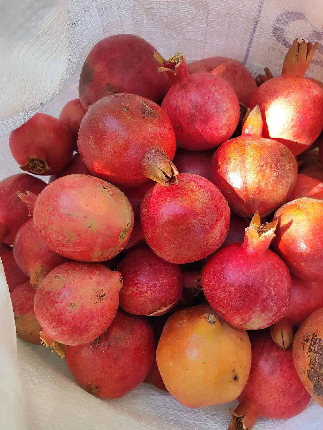 انار ربی|حراج|مهریز, |دیوار