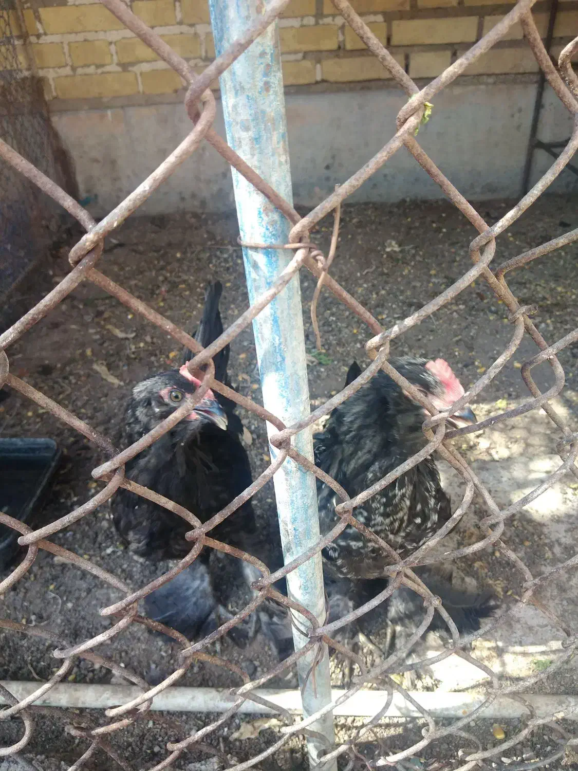 خروس جوان|حیوانات مزرعه|بندر امام خمینی, |دیوار