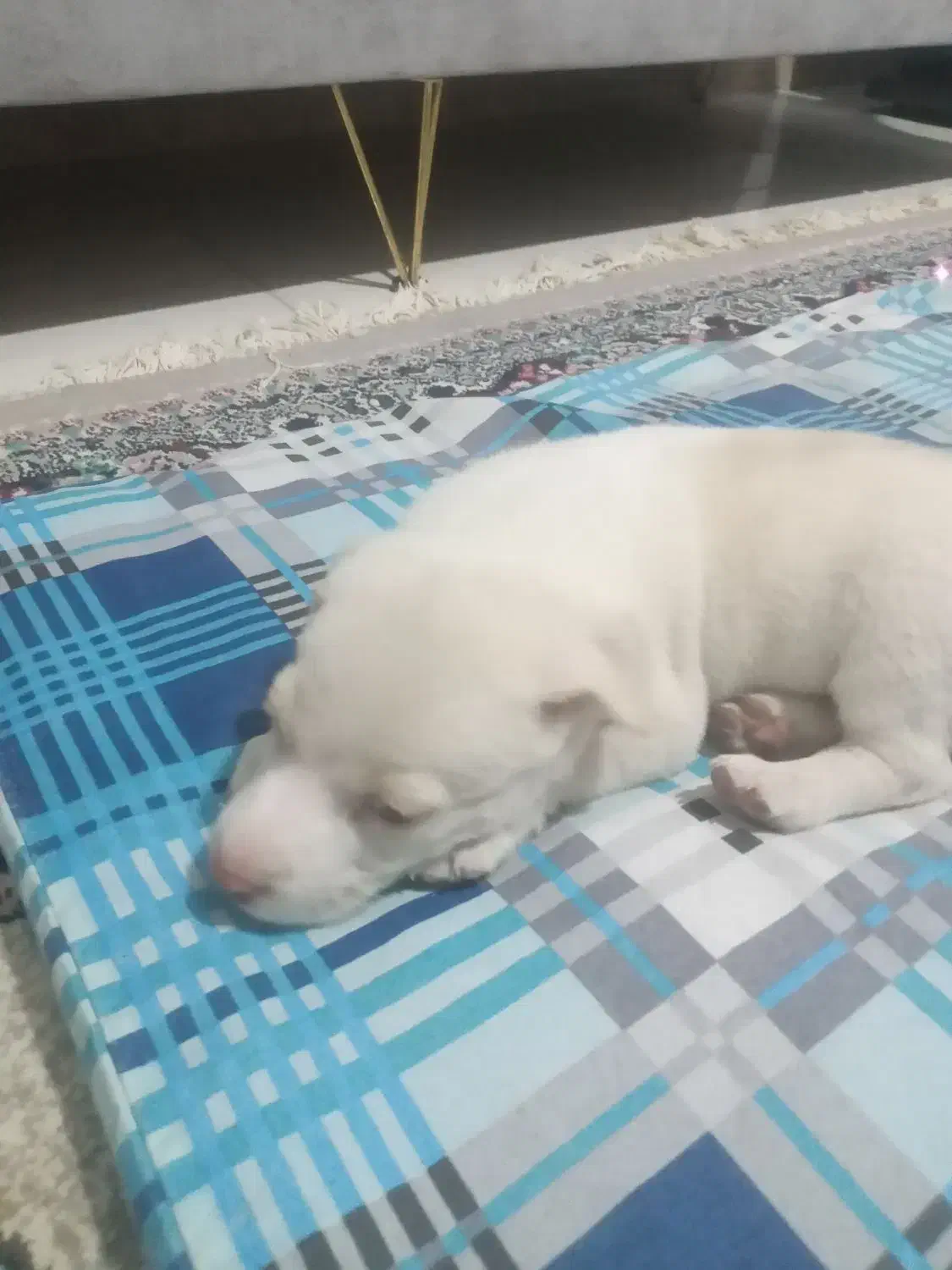 واگذاری توله پاکوتاه نژاد دارمعاوضه باپرنده|سگ|مشهد, کشف|دیوار