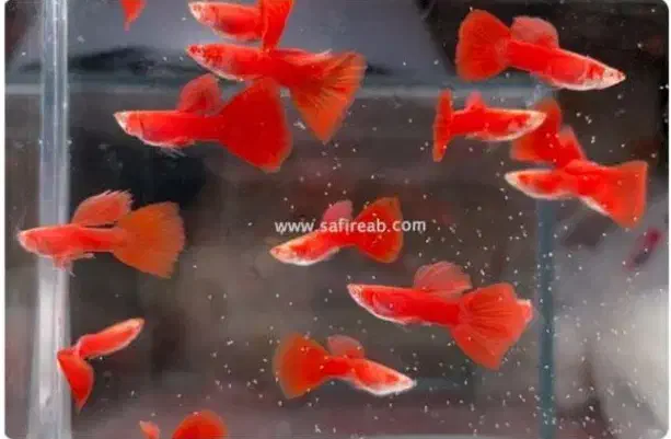 اکواریوم امیر|ماهی|اردبیل, |دیوار