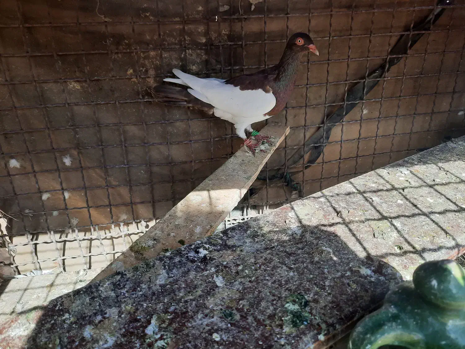 دم سفید|پرنده|آبیک, |دیوار