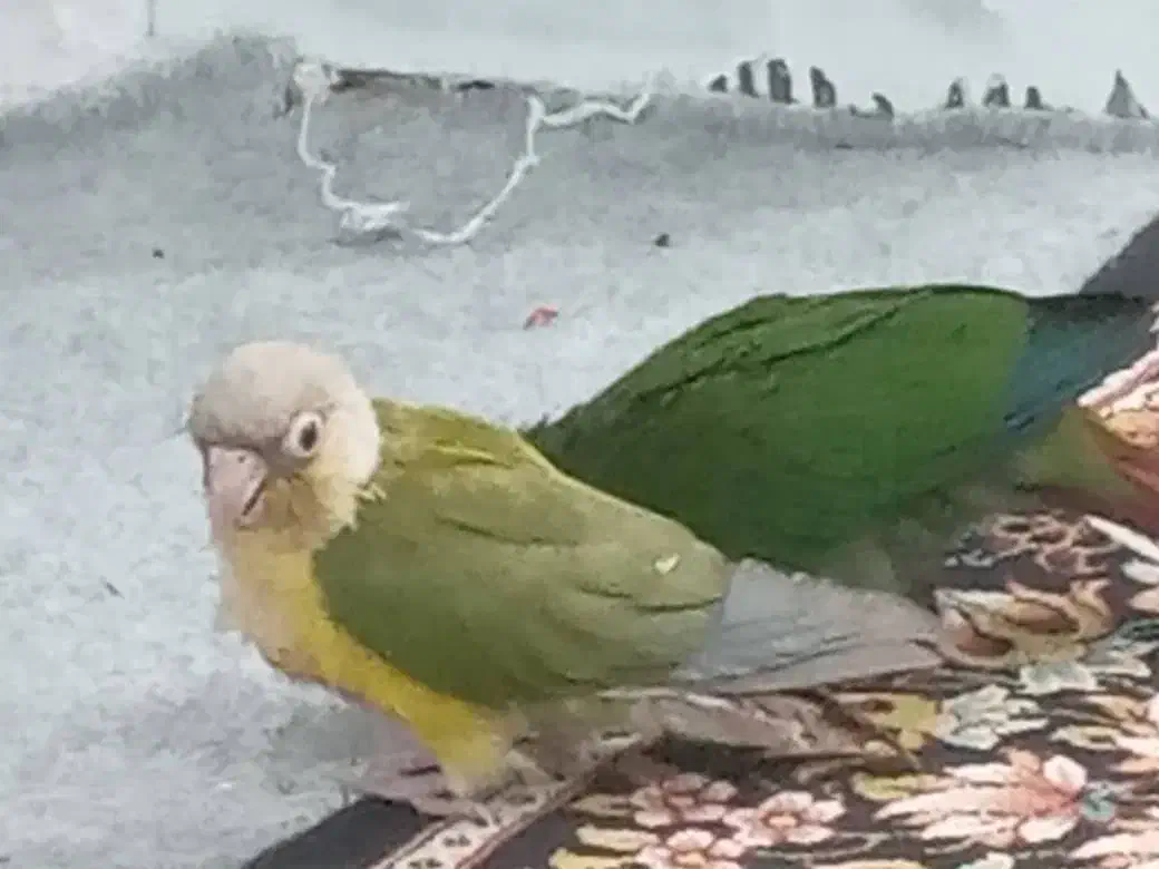 دو عدد طوطی گیرینچیک گم شده است|حیوانات|امیدیه, |دیوار