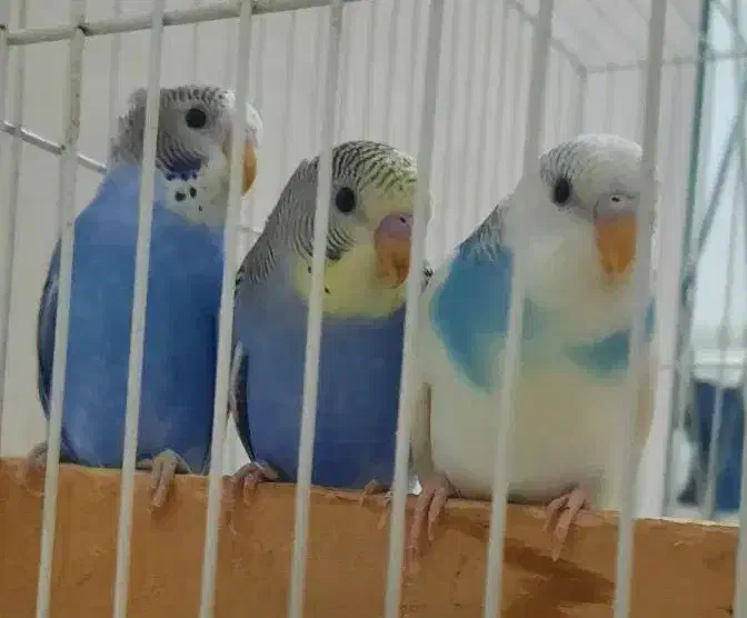 مرغ عشق جفت با جوجه|پرنده|مشهد, کوثر|دیوار