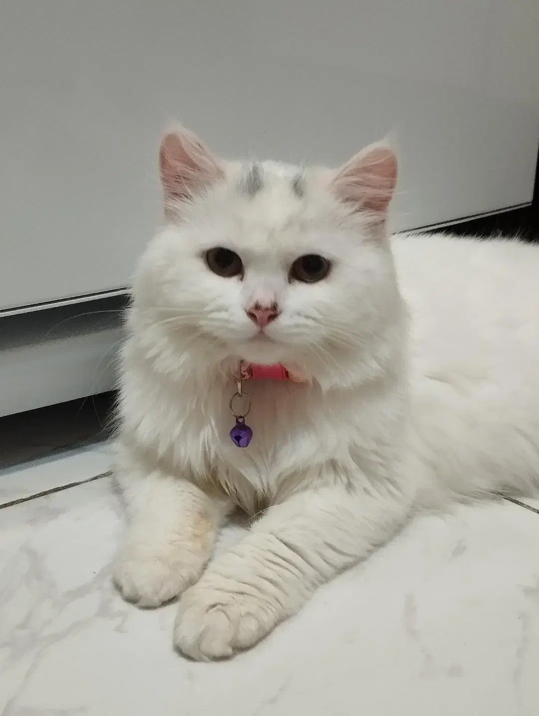 پرشین ۴ ماهه|گربه|سهند, |دیوار