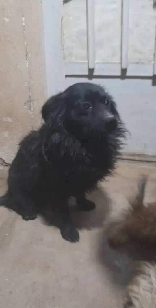 گمشده|حیوانات|مسجد سلیمان, |دیوار