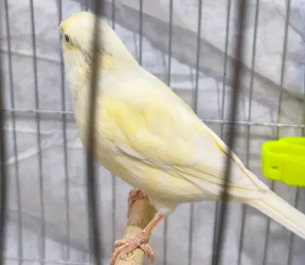 قناری ماده موزاییکی|پرنده|مسجد سلیمان, |دیوار