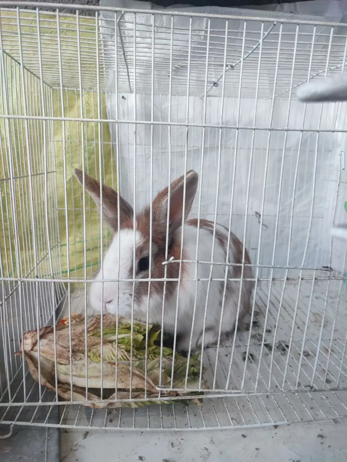 خرگوش|موش و خرگوش|چناران, |دیوار