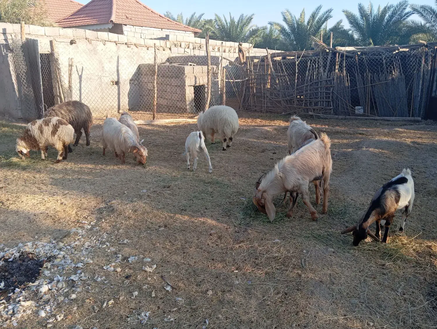 فروشی|حیوانات مزرعه|احمدی, |دیوار