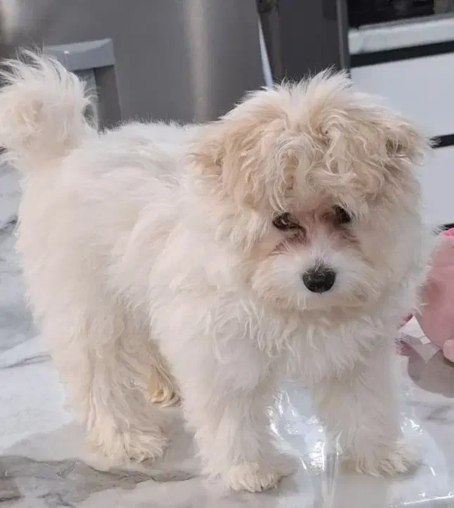 سگ پاکوتاه|سگ|کاشان, فاز ۲ ناجی آباد|دیوار