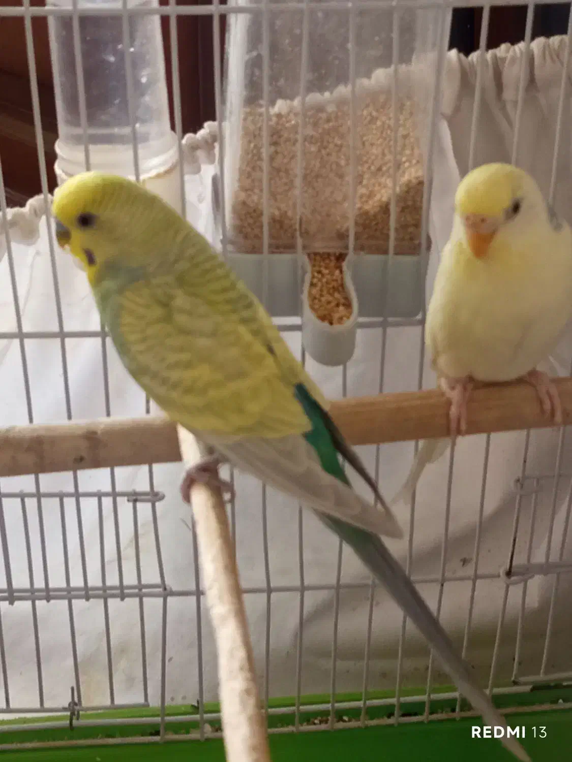 مرغ عشق|پرنده|دماوند, دماوند|دیوار