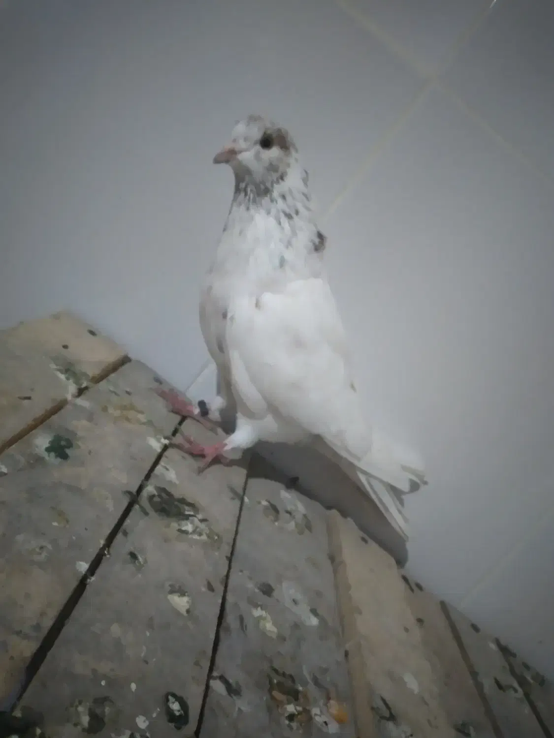 کفتر کبوتر|پرنده|پارس‌آباد, |دیوار