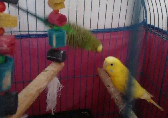 مرغ عشق|پرنده|جوادآباد, |دیوار