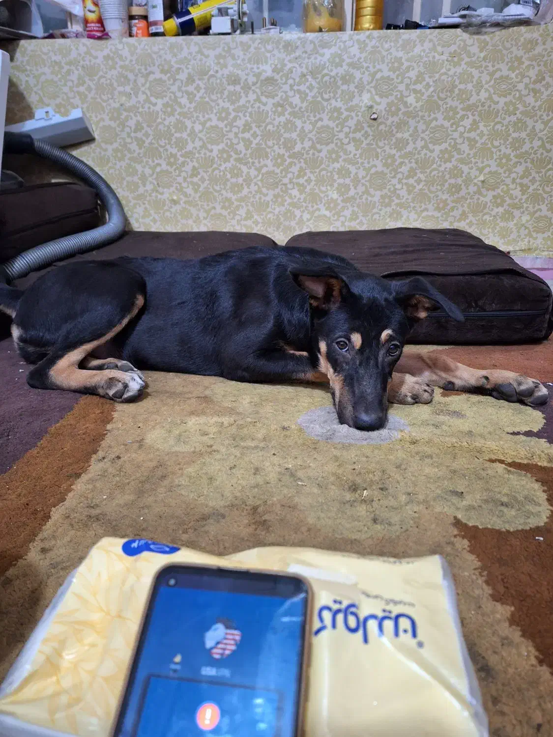 گمشده|حیوانات|اهواز, آریاشهر|دیوار