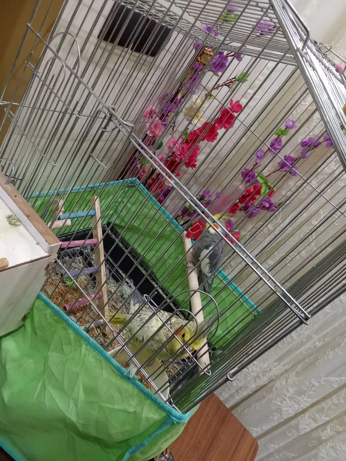 عروس هلندی|پرنده|دهلران, |دیوار