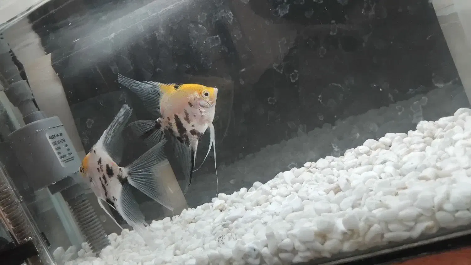 آنجل کله پرتقالی|ماهی|مراغه, |دیوار