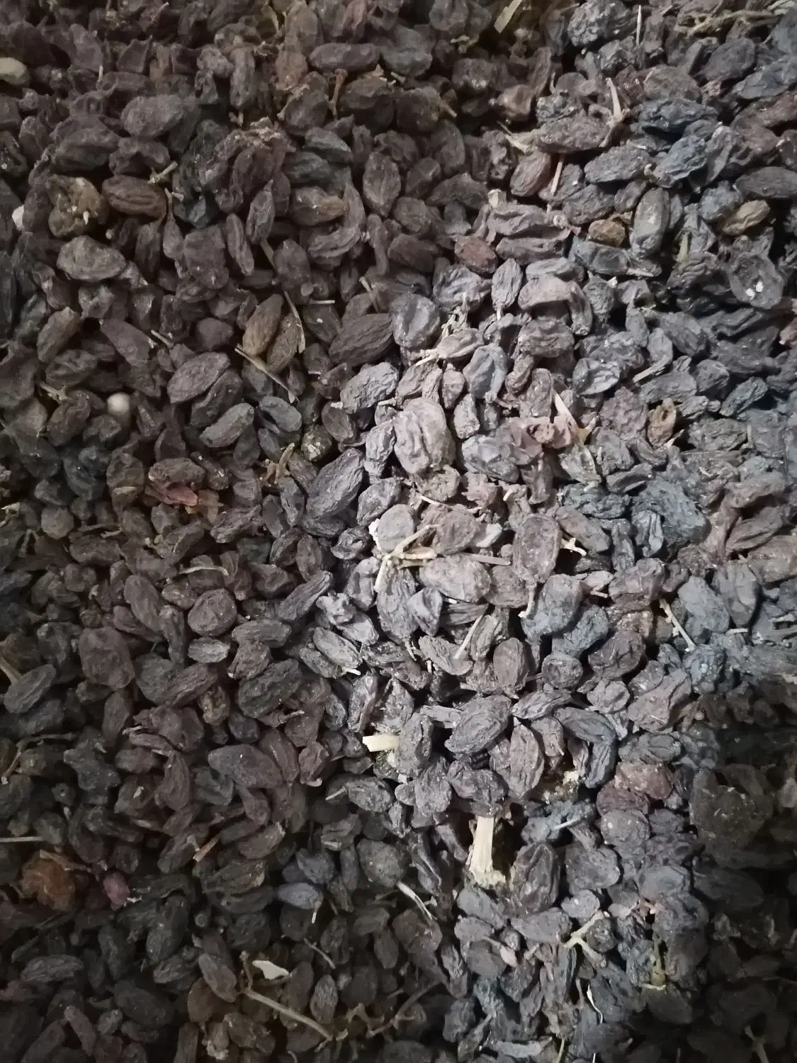 کشمش افتابی|خوردنی و آشامیدنی|یزد, |دیوار