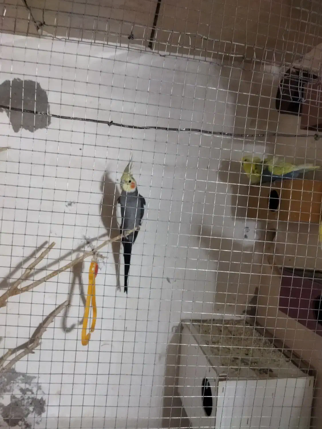 یک دونه عروس نر معاوضه دارم با سهره یا عروس ماده|پرنده|شیروان (خراسان), |دیوار