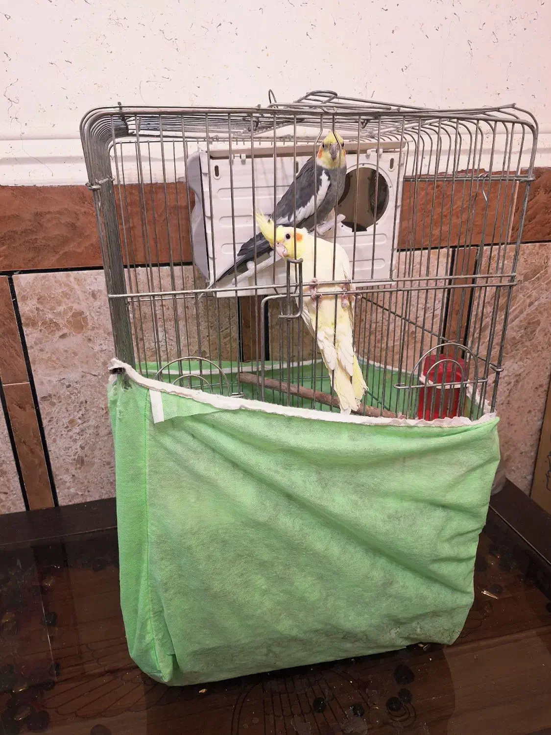 عروس هلندی|پرنده|بهبهان, |دیوار