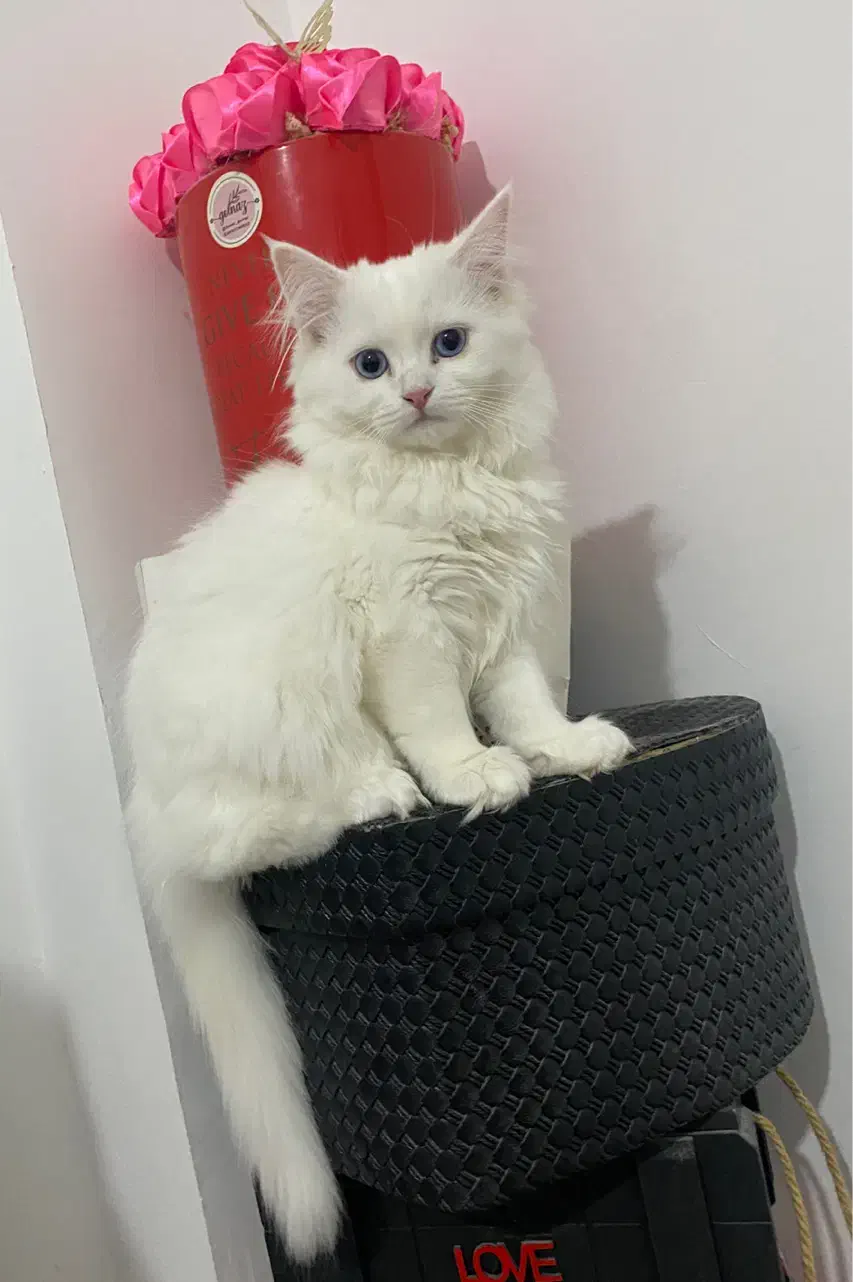 گربه پرشین|گربه|بوشهر, |دیوار