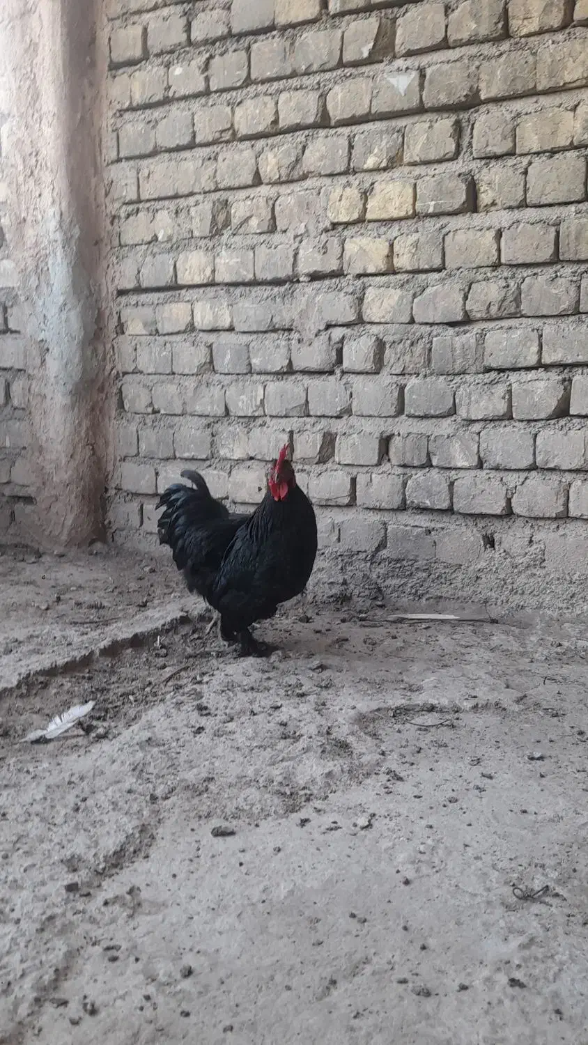 خروس تزئینی|پرنده|خمینی‌شهر, |دیوار