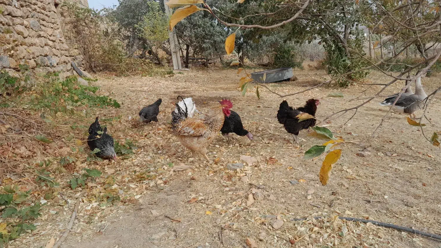 بقلمون با مرغ|حیوانات مزرعه|دیواندره, |دیوار