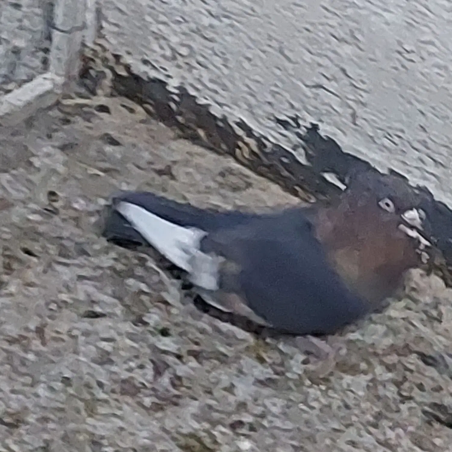 نر سینه|پرنده|شیراز, فضل‌آباد|دیوار