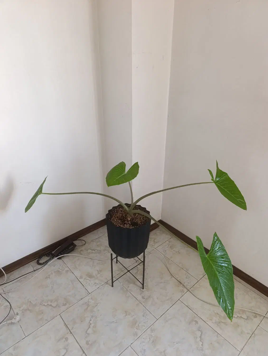 گل بابا آدم|گل و گیاه طبیعی|پردیس, فاز ۸|دیوار