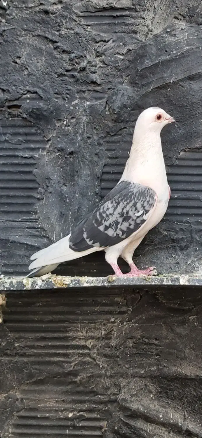 کفتر|پرنده|چهاردانگه (تهران), |دیوار