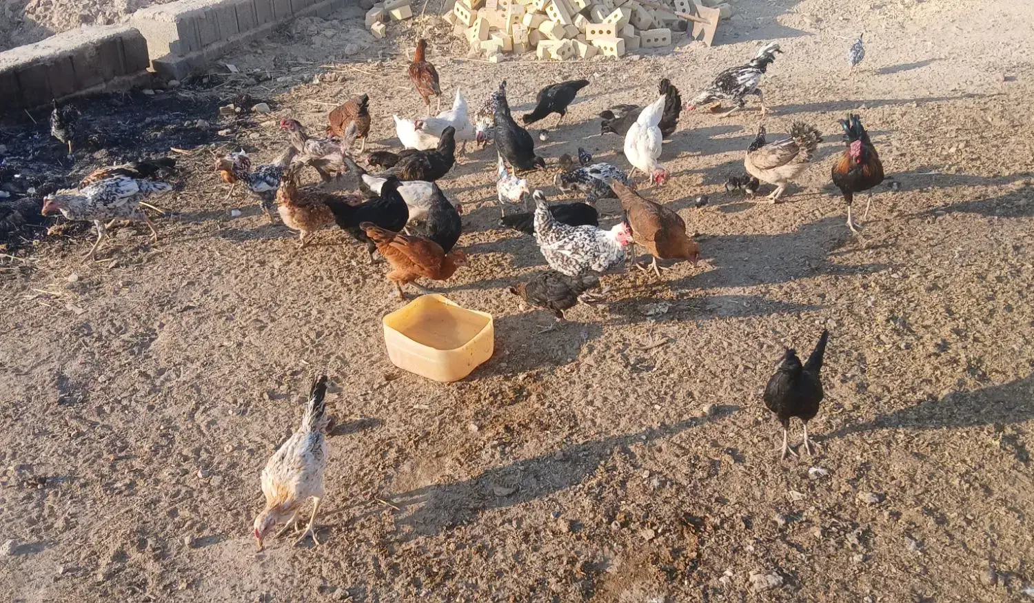 مرغ خروس نیمچه محلی گلین خالص|حیوانات مزرعه|مرودشت, رودبال|دیوار