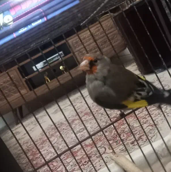 سره قناری|پرنده|مشهد, حجت|دیوار