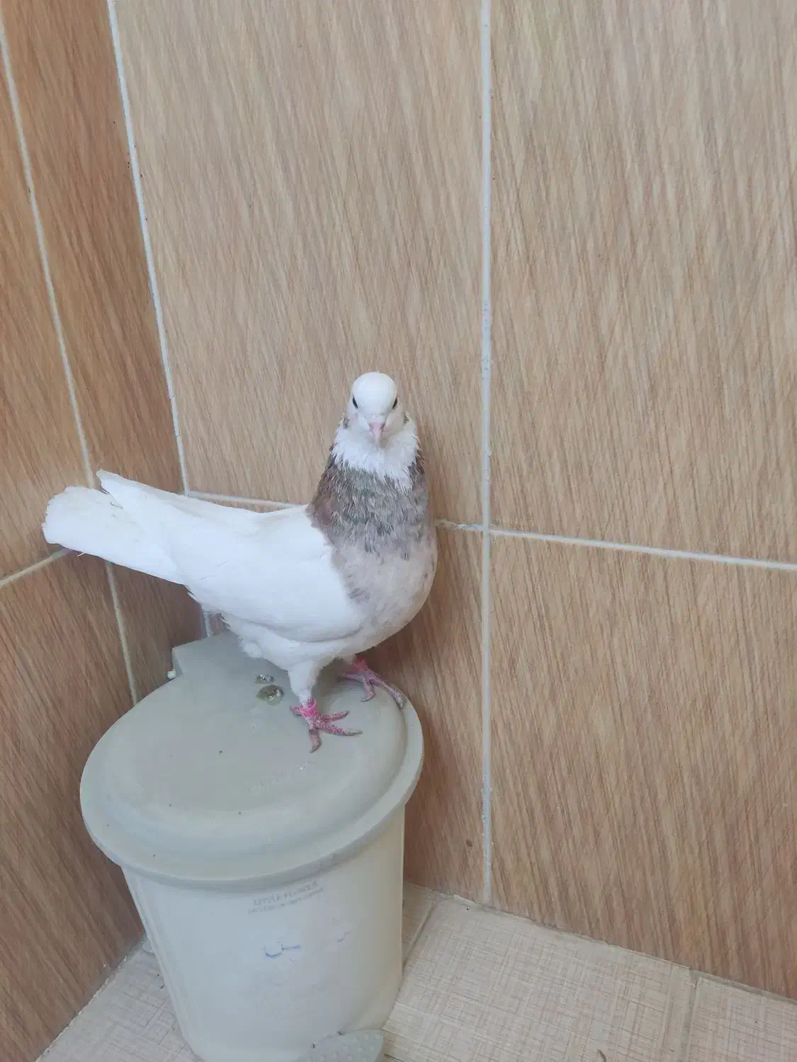 فروش کبوتر|پرنده|سعدآباد, |دیوار