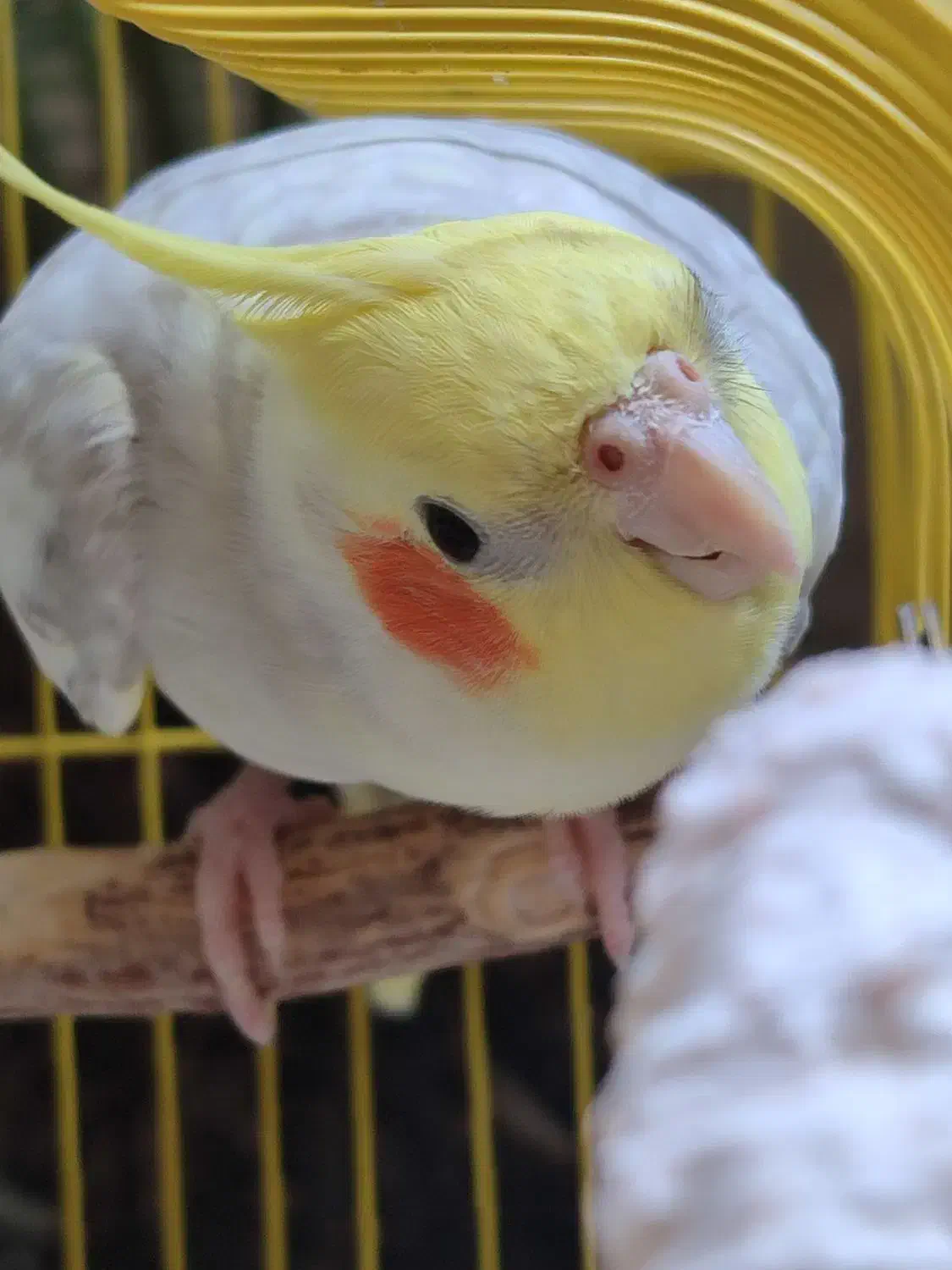 فروش عروس هلندی|پرنده|لاهیجان, رجایی|دیوار