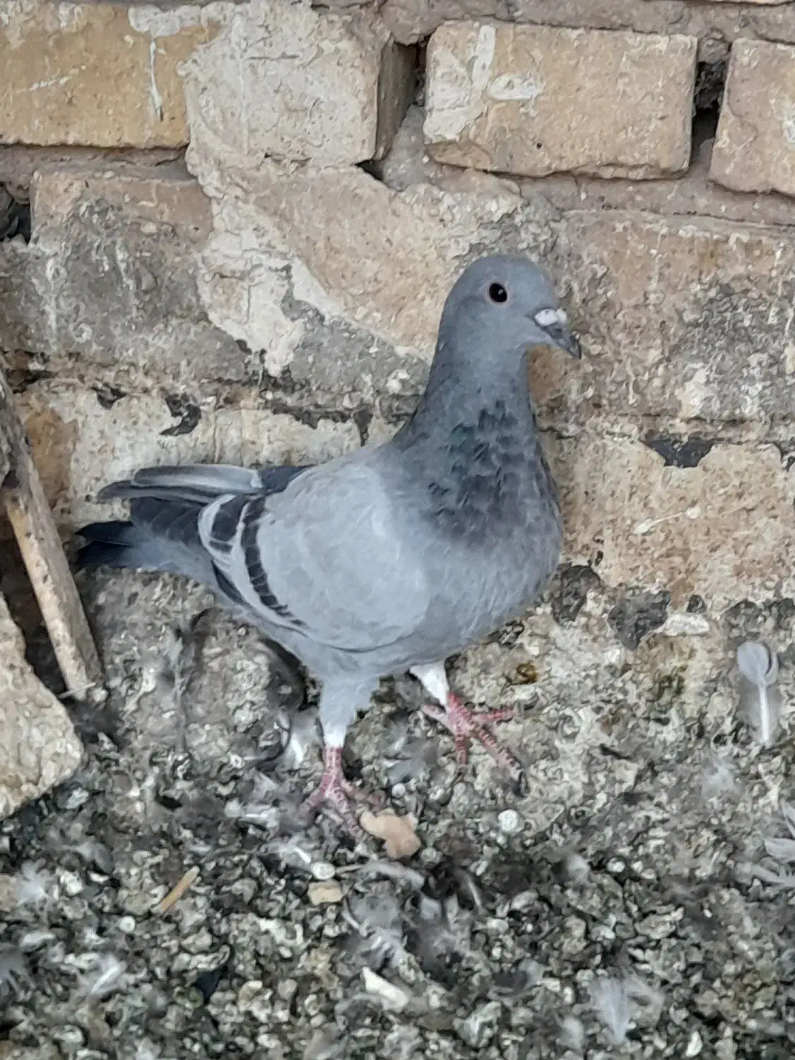 ۳تا کفتر زاجر فروشی|پرنده|اشکذر, |دیوار