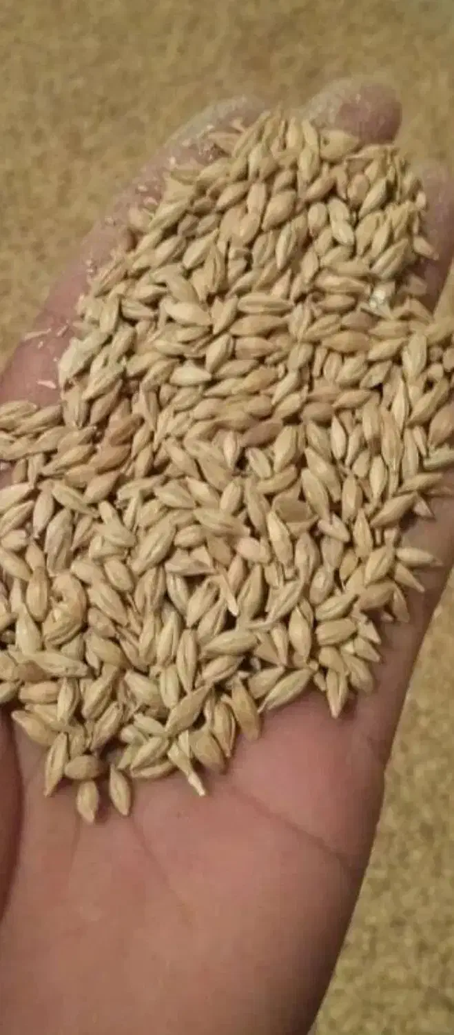 رب گوجه روژین|عمده‌فروشی|حمیدیه, |دیوار