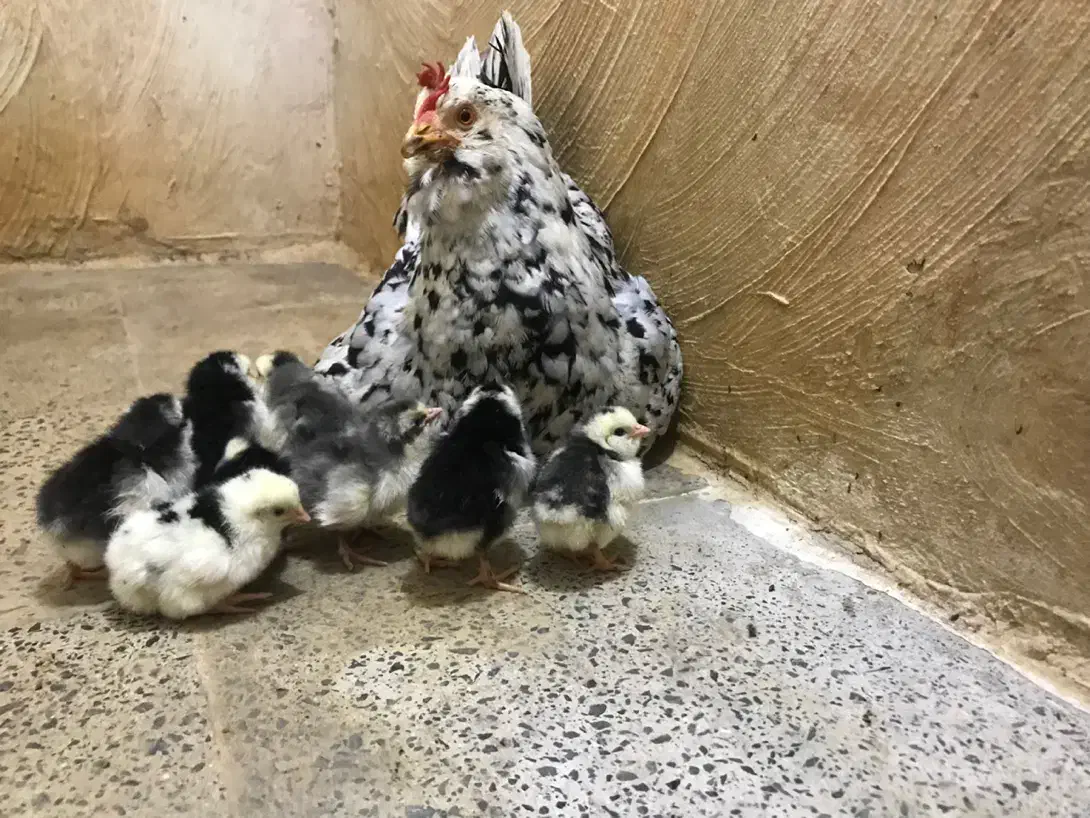 تخم و جوجه مرغ گلین لری|حیوانات مزرعه|بابل, |دیوار