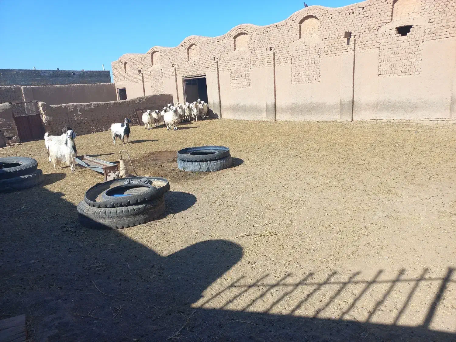 آغل گوسفندی|فروش زمین و ملک کلنگی|سبزوار, قصبه شرقی|دیوار