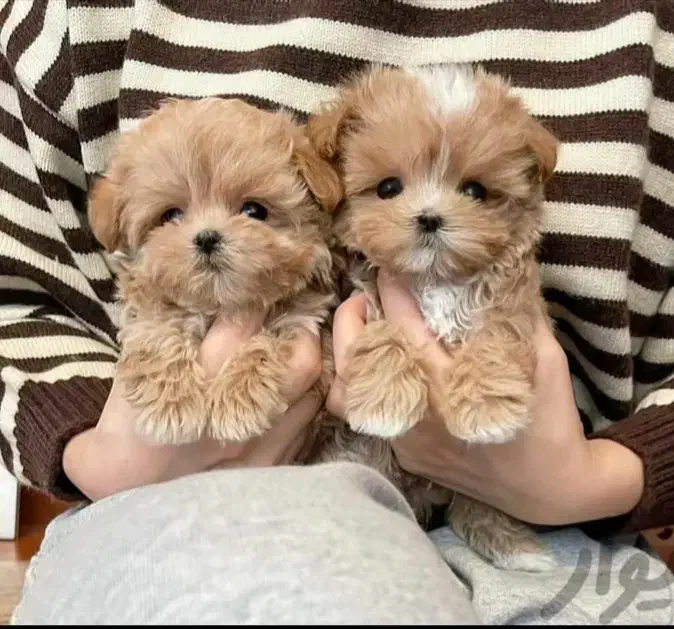 هلندی فرانسوی ایتالیایی فقط تماس|سگ|صدرا-فارس, فاز ۱|دیوار